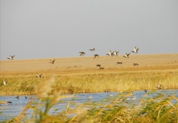 Иргиз-Тургайский государственный природный резерват